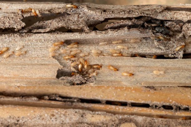 Best Pest Removal Services  in Lake Park, GA